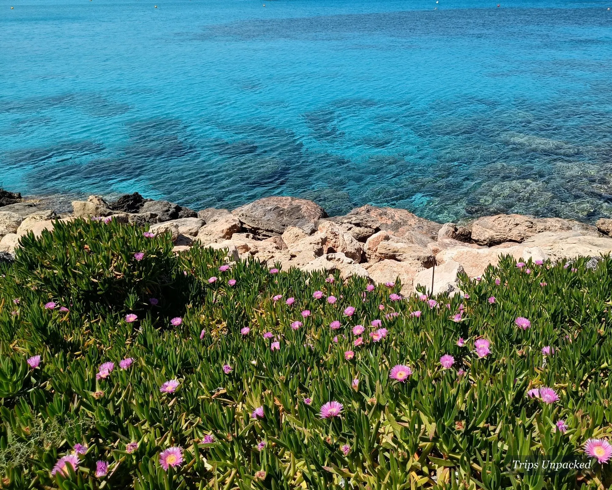 Pink ice-plant flowers on a rocky shore above turquoise sea near Ayia Napa, Cyprus