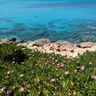 Pink ice-plant flowers on a rocky shore above turquoise sea near Ayia Napa, Cyprus