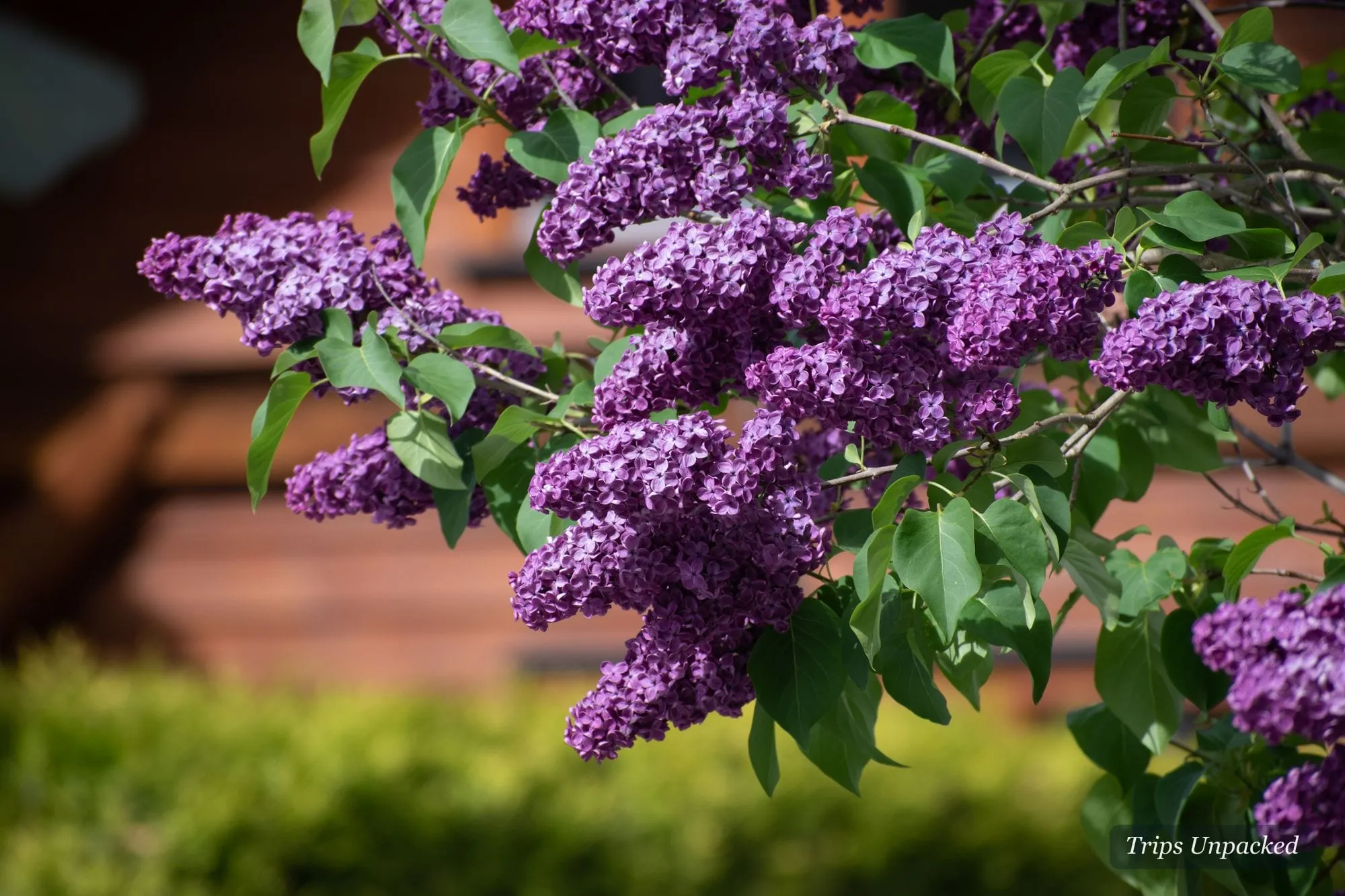 Purple lilac in full bloom against a rustic timber wall.
