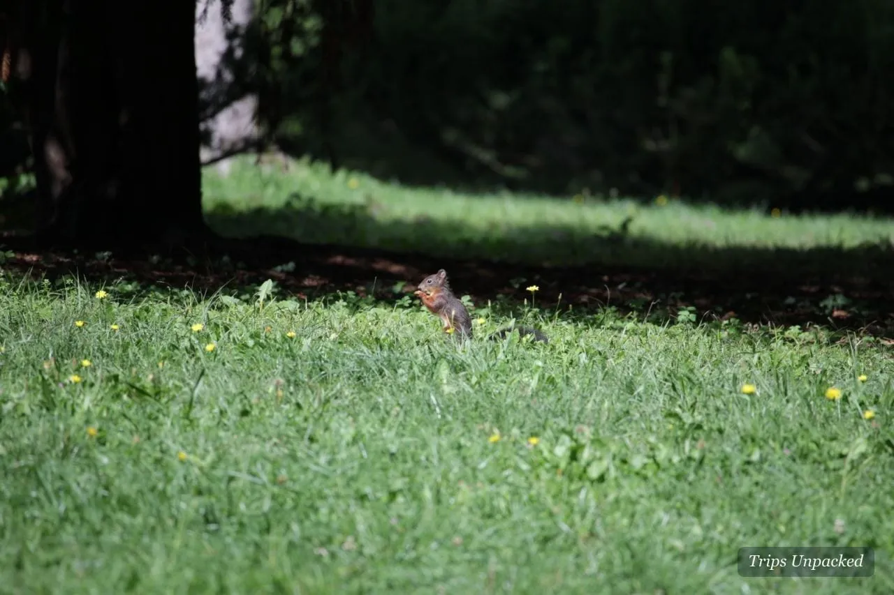 A squirrel in the long grass in Tivoli Park.