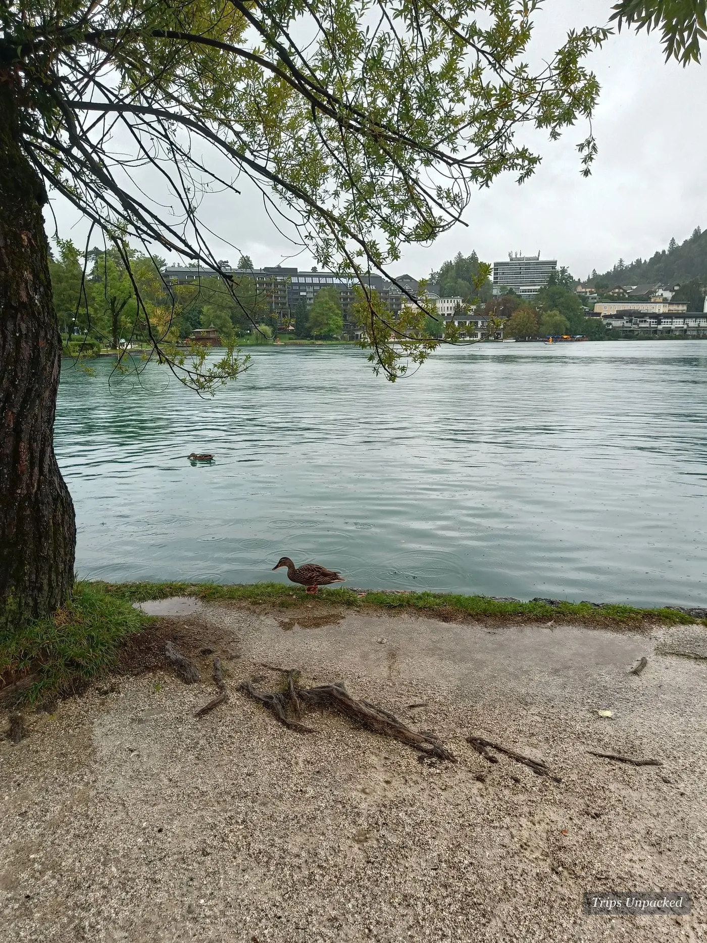 A duck on the shore beneath a big tree at Lake Bled.