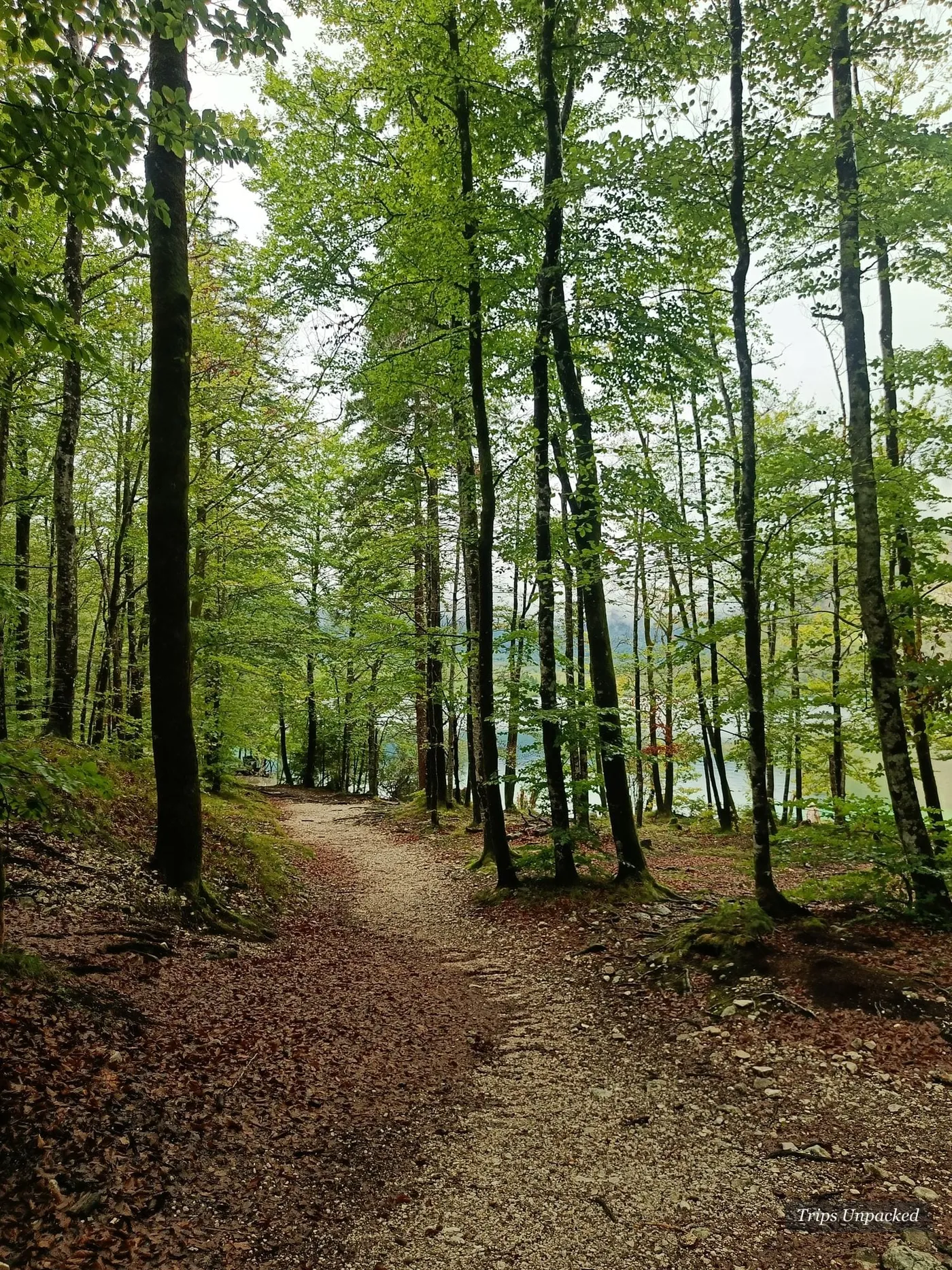 A path running through tall beech trees near the lake.