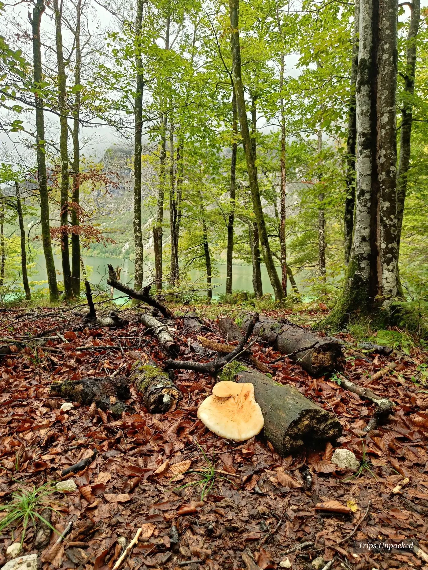 Cut logs and fallen leaves on the wet forest floor.