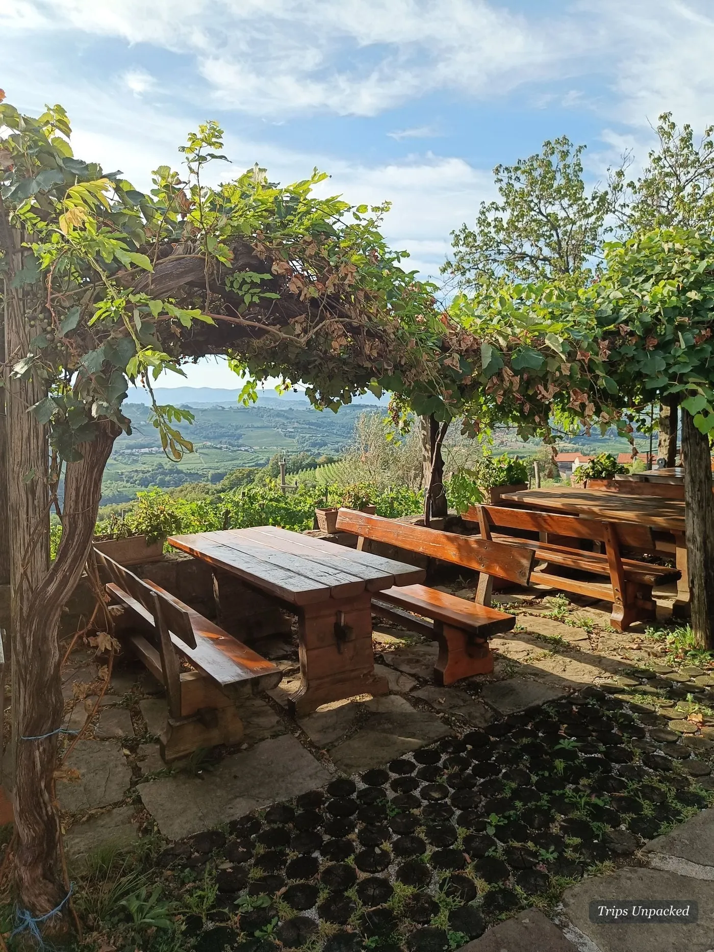 A vine-covered pergola and wooden benches looking out over the Brda hills.