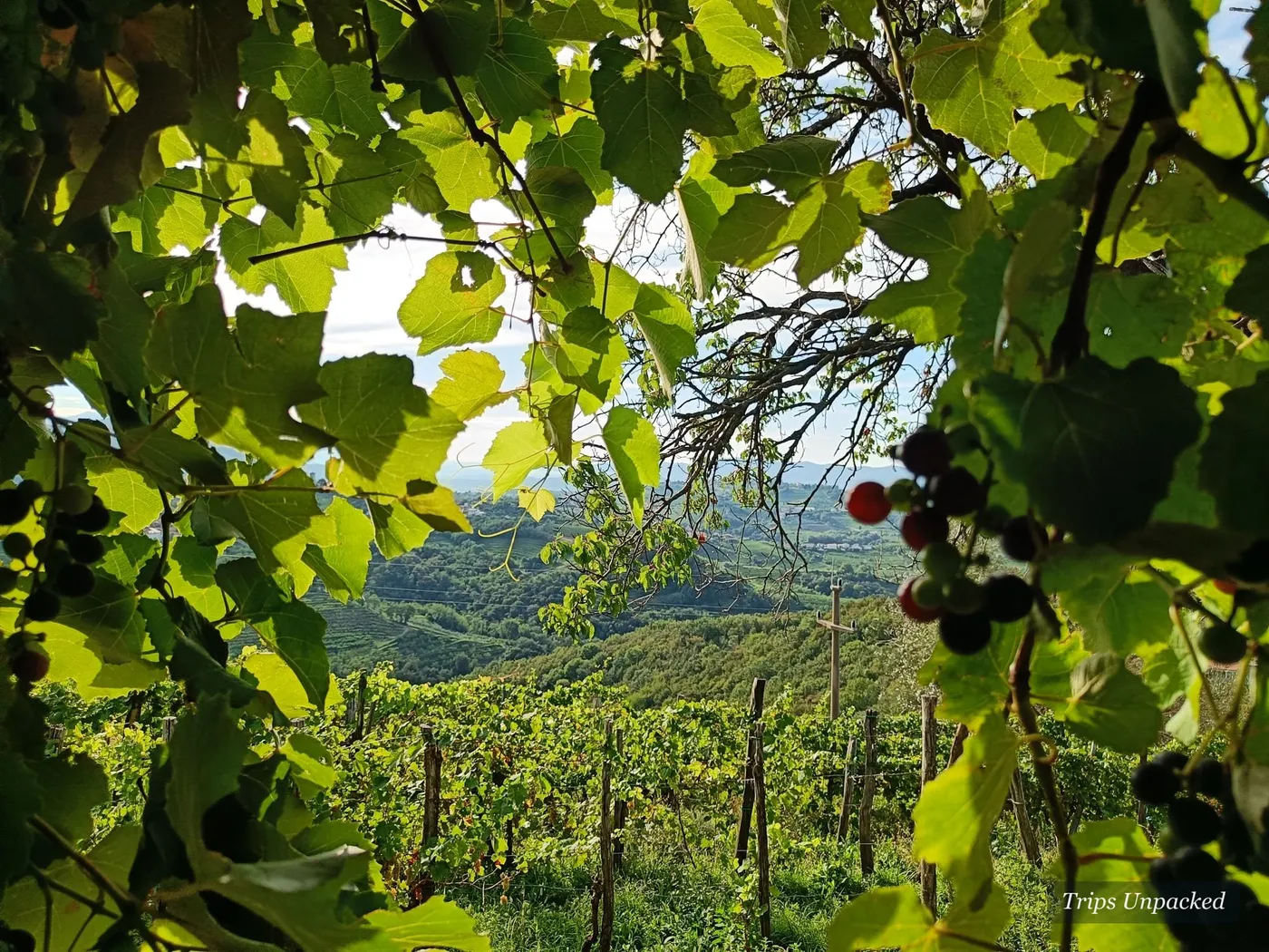 Ripe grapes on the vine above the vineyard rows of Goriška Brda.