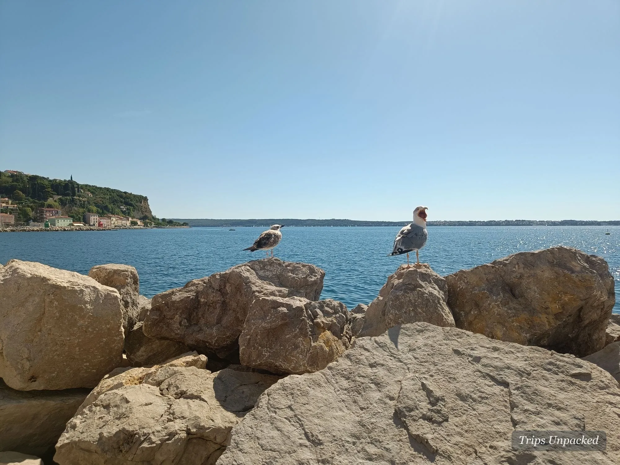 Two seagulls on the rocks at Piran, the old town along the shore behind them.