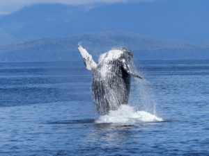 humpback whale, natural spectacle, nature-431902.jpg